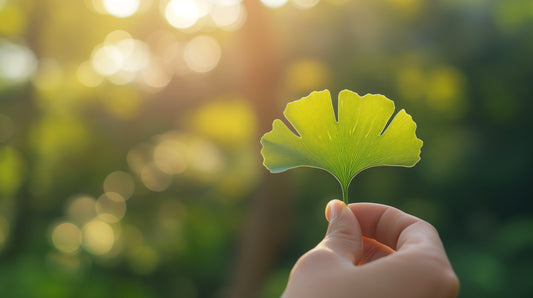 Why Is Ginkgo Biloba Good For You?