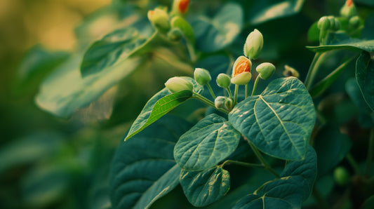 The Role of Ashwagandha in Ayurvedic Medicine